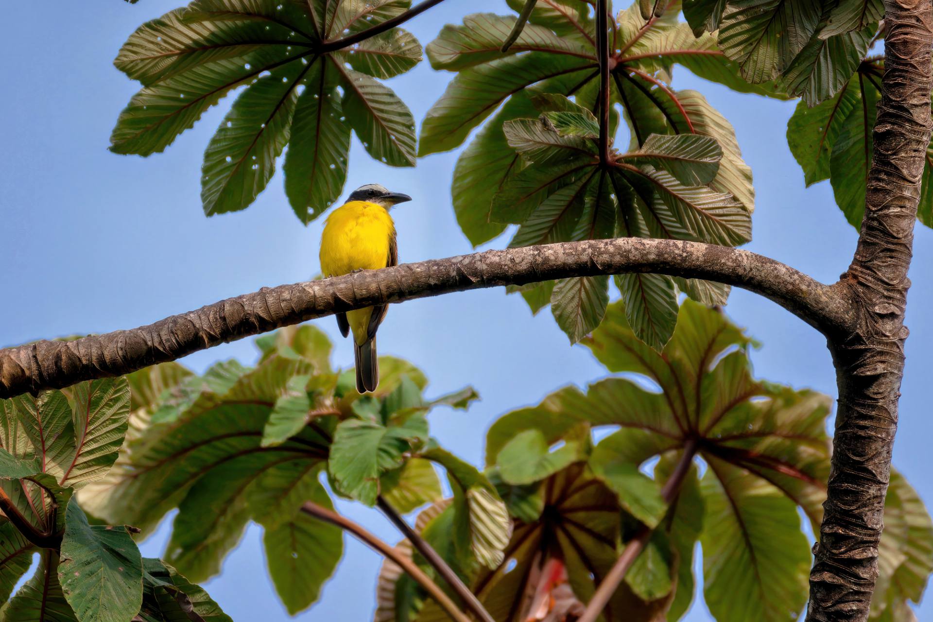 Starkschnabel-Maskentyrann (Megarhynchus pitangua)